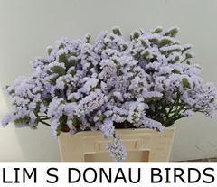 Limonium Sinuatum Donau Birds 60cm 25gr.