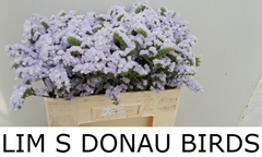 Limonium Sinuatum Donau Birds 50cm 20gr.