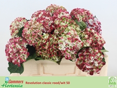 Hydrangea Revolution Classic 50cm 11-13cm Hd