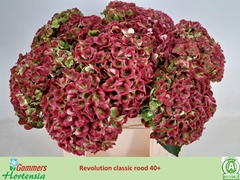 Hydrangea Revolution Classic 40cm 12-14cm Hd