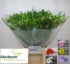 Freesia Single Mix 50cm 20gr.