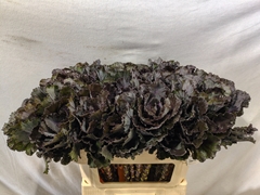 Brassica Black Leaf 70cm