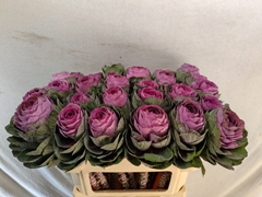 Brassica Condor Red 70cm