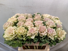 Brassica Crane Ruffle Bicolour 70cm
