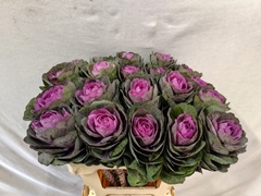 Brassica Condor Red 60cm
