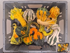 Cucurbita Pepo Indian Mix 10cm