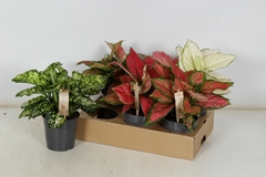 Aglaonema Mix 12Ø 30cm