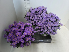 Aster Tiara Mix 23Ø 45cm