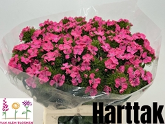 Dianthus Barb Sweet Will Pink 55cm