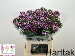 Dianthus Barb Sweet Will Bicolour 55cm