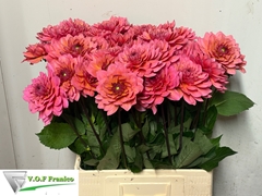 Dahlia Salmon Runner 70cm