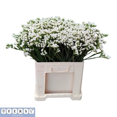 Limonium Sinuatum Frost Wings 50cm 20gr.