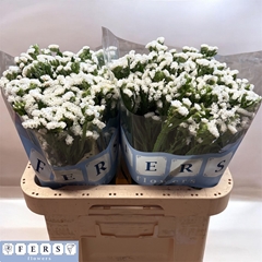Limonium Sinuatum Frost Wings 70cm 40gr.