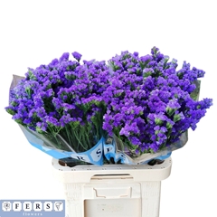 Limonium Sinuatum Crystal Dark Blue 70cm 50gr.