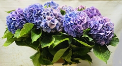 Hydrangea Bodensee Blue 100cm 16-18cm Hd