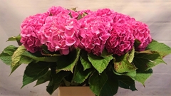 Hydrangea Bodensee Pink 90cm 16-18cm Hd