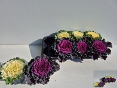 Brassica Oleracea 12Ø 15cm
