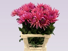 Dahlia Madeleine 60cm