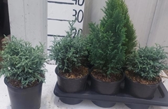 Conifers Mix 19Ø 40cm