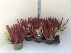 Calluna Garden Girls Trio Girls 17Ø 30cm