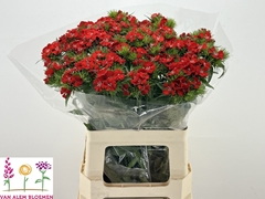 Dianthus Barb Sweet Will Scarlet 60cm