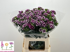 Dianthus Barb Sweet Will Bicolour 55cm