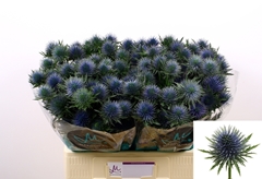 Eryngium Magnetar 60cm