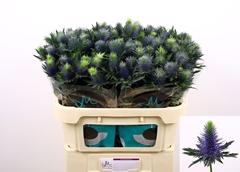Eryngium Supernova Questar 70cm