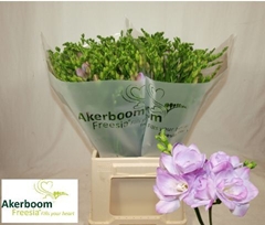 Freesia Double Romantic Lavender 50cm 20gr.