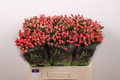 Hypericum Sisu Flirt 60cm