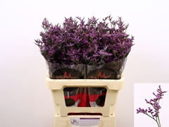 Limonium Safora Dark Blue 60cm 20gr.