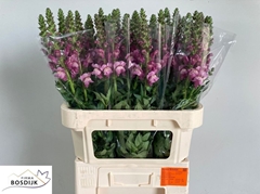Antirrhinum Majus Avignon Lavender 75cm