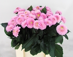 Dahlia Wizard Of Oz 60cm