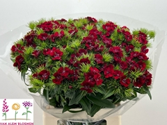 Dianthus Barb Sweet Will Red 60cm