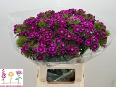 Dianthus Barb Sweet Will Magenta Bicolour 55cm
