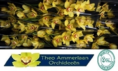 Cymbidium Yellow Cab 60cm