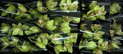 Cymbidium Melissa 50cm