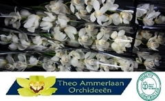 Cymbidium Early White 60cm