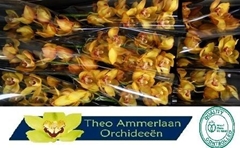Cymbidium Esther 60cm