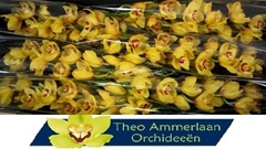 Cymbidium Sungold 80cm