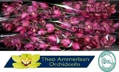 Cymbidium Red Dream 80cm