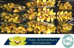 Cymbidium La Vie Stella 60cm