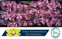 Cymbidium Cynthia 80cm