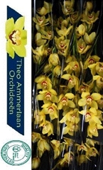 Cymbidium Yellow Cab 60cm