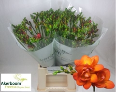 Freesia Double Mandarine 50cm 15gr.