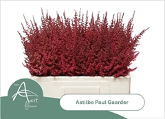 Astilbe Paul Gäarder 55cm