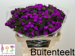 Dianthus Barb Neon Purple 60cm