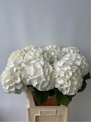 Hydrangea White Verena 80cm 17-19cm Hd