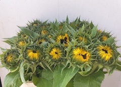 Helianthus Sunrich Orange 80cm