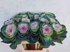 Brassica Crane Bicolour 60cm